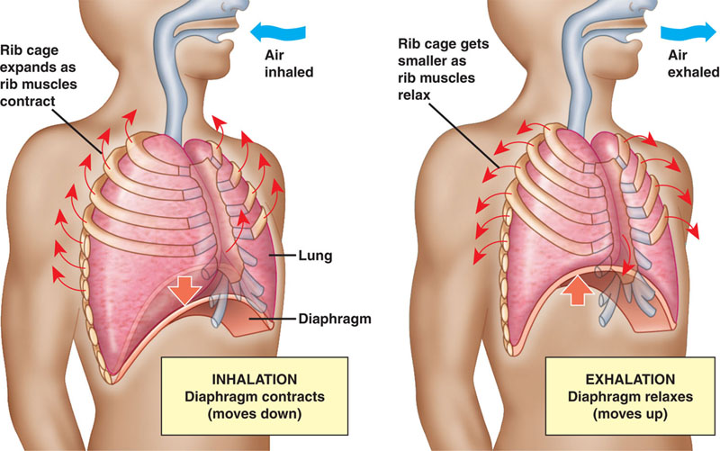 The Art of Breathing: Unlocking the Power of Your Breath